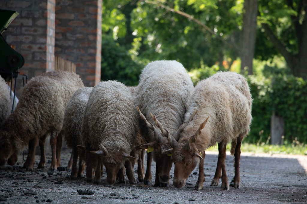 Hongaarse schapen, Szenna